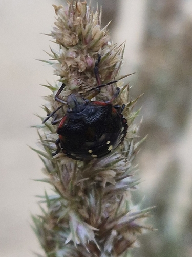 Southern Green Stink Bug