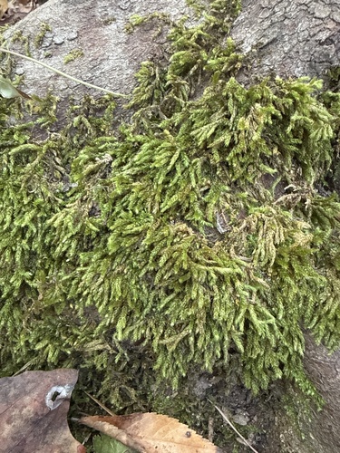 Bryoandersonia illecebra, 2026-10-18