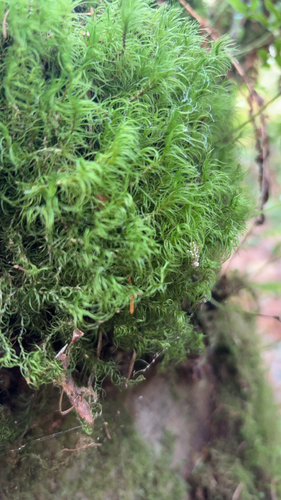 Dicranum fuscescens observed 2026-10-18