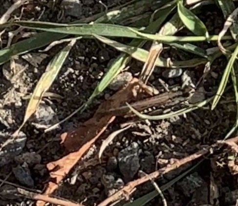 Common Field Grasshopper
