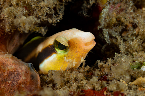 Aspidontus dussumieri observed 2026-08-23
