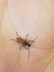 Brachyleptura brevis