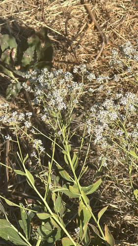 Lepidium latifolium, 2026-10-18