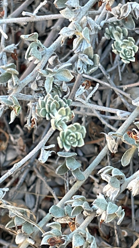 Acmispon argophyllus observed 2026-10-18