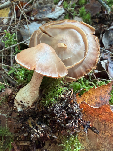 Webcaps