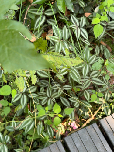 Tradescantia zebrina observed 2026-10-17