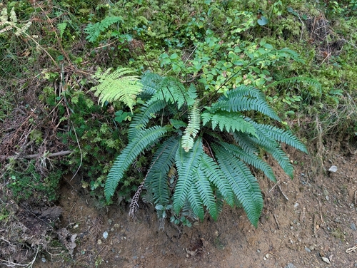 deer fern