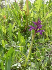 Dactylorhiza lapponica