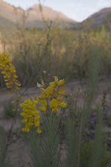 Lebeckia sepiaria
