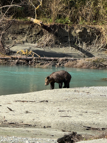 Grizzly Bear sighting near Strathcona
