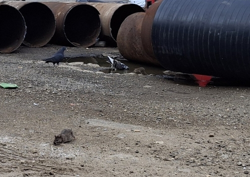 Brown Rat
