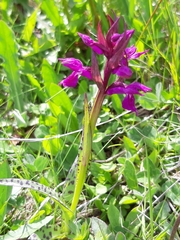 Dactylorhiza lapponica