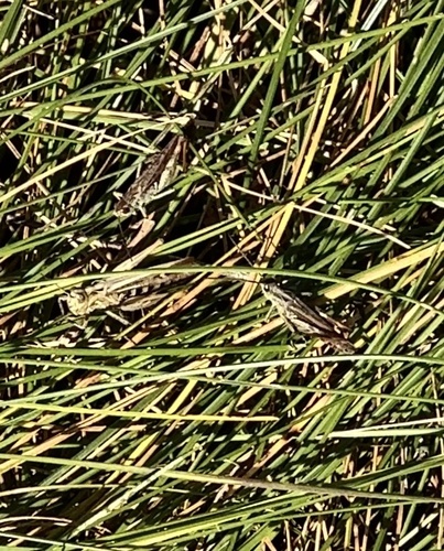 Bow-winged Grasshopper