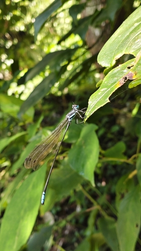 Myristica observed 2026-10-18