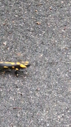 Fire Salamander