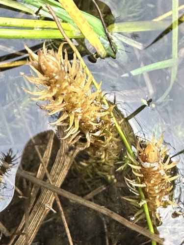 Lycopodiella inundata observed 2026-10-18