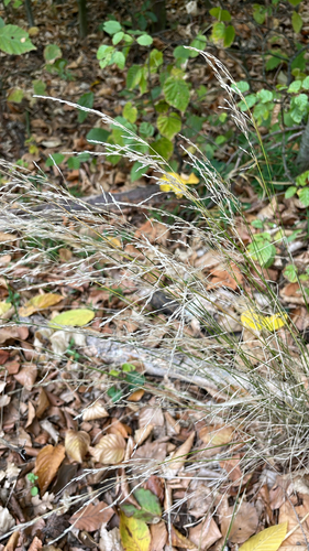 Poa nemoralis observed 2026-10-18
