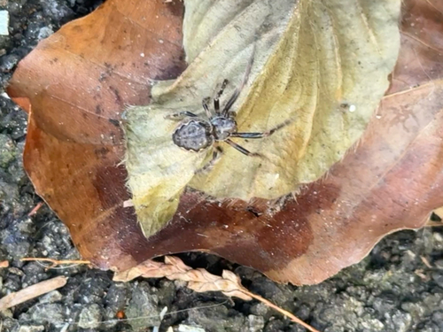Walnut Orbweaver