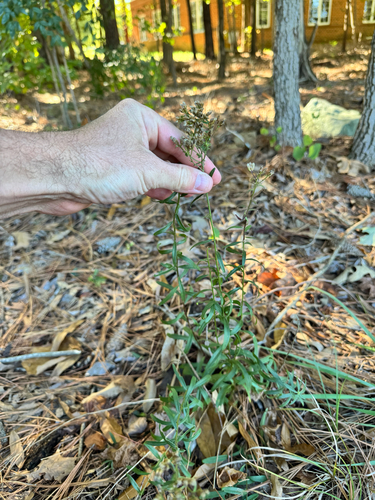 Sericocarpus linifolius observed 2026-10-18