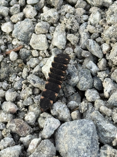European Glow-worm