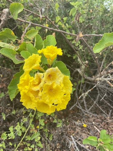Cordia lutea observed 2026-10-18