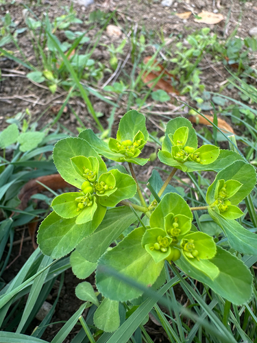 Sun spurge