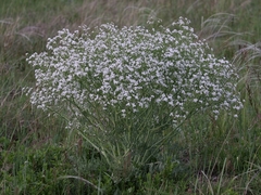 Crambe tataria
