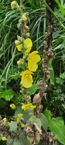 Orange Mullein