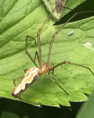 Tetragnatha montana