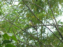 Myiarchus tuberculifer