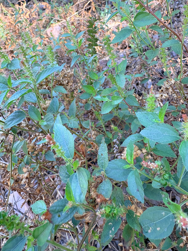 Acalypha phleoides, 2026-10-18
