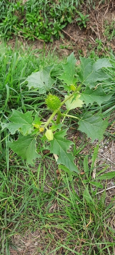 jimsonweed