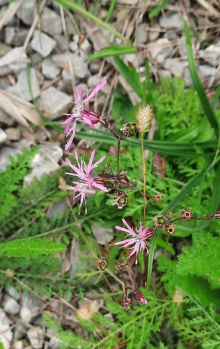 ragged-robin