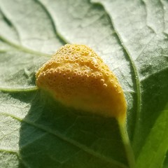 Puccinia sambuci