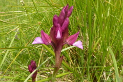 Anacamptis papilionacea papilionacea