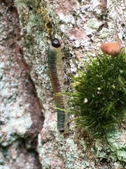 Strongylogaster mixta