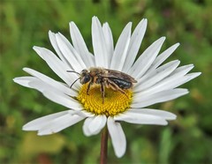 Andrena
