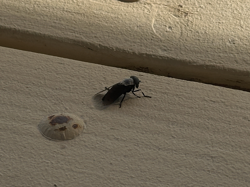 Western Black Horse Fly