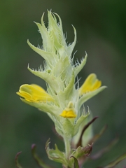 Melampyrum barbatum