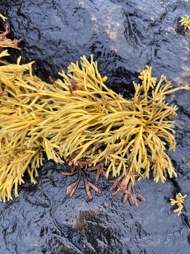 Pelvetia canaliculata observed 2026-10-18