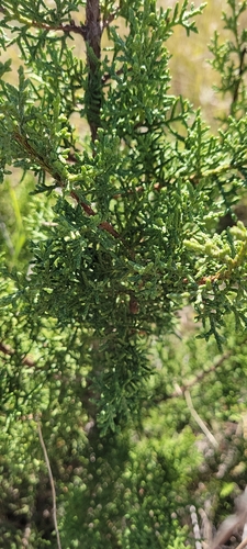 redberry juniper