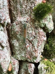 Strongylogaster mixta