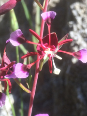 Clarkia springvillensis
