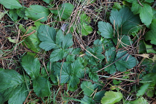 Geum aleppicum observed 2026-10-18