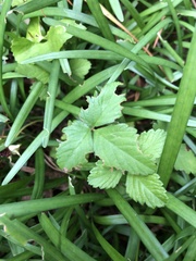 Potentilla indica