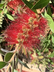 Melaleuca citrina