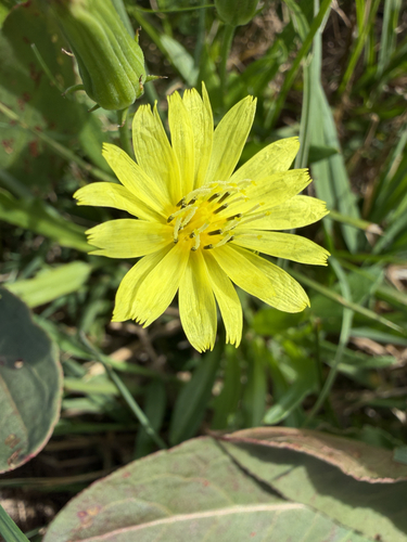Pyrrhopappus pauciflorus observed 2026-10-18