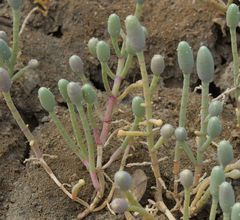 Tecticornia australasica