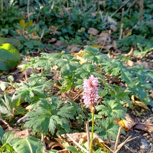 Bistorta officinalis observed 2026-10-18