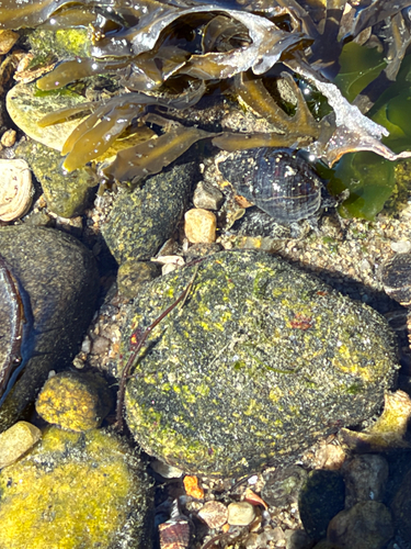 Ilyanassa obsoleta observed 2026-10-18